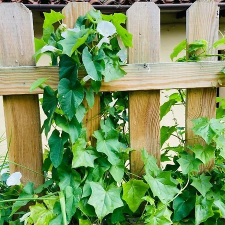 Casa Azul Rodiles Selorio